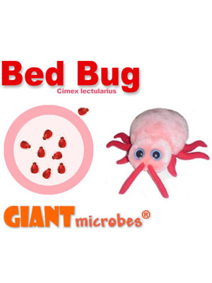 Bed Bug (Cimex lectularius) - #7178805