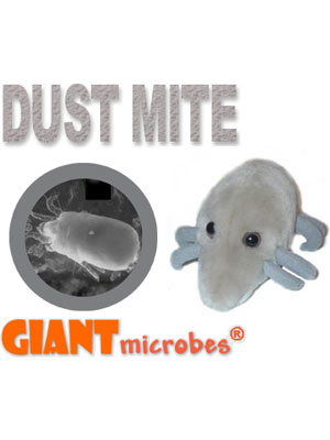 Dust Mite (Dermatophagoides pteronyssinus) Giant Microbe