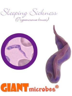 Sleeping Sickness (Trypanosoma brucei) Giant Microbe - #7242211