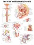 MALE REPRODUCTIVE SYSTEM POSTER LAMINATED