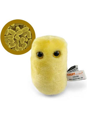 Cough (Bordetella pertussis) Giant Microbe - #7178823