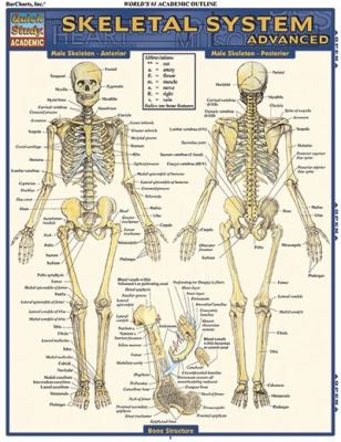 SKELETAL SYSTEM ADVANCED, by BARCHARTS